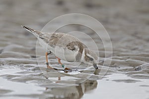 Piping Plover foraging on a beach in winter photo