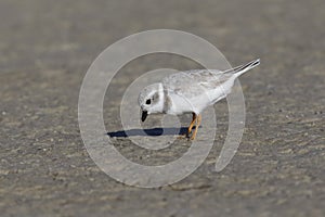 Piping Plover foraging on a mud flat - Pinellas County, Florida