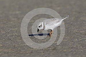 Piping Plover foraging on a mud flat - Pinellas County, Florida photo