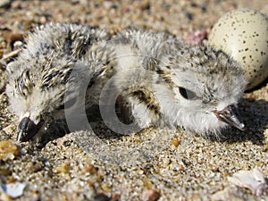 Piping plover hatchlings