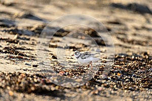 Piping Plover highstepping across beach