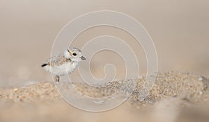 Piping Plover in New Jersey