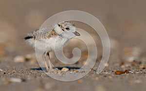 Piping Plover in New Jersey