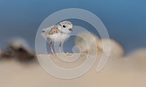 Piping Plover in New Jersey