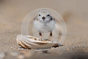 Piping Plover in New Jersey