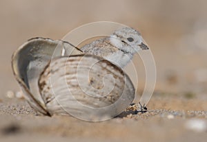 Piping Plover in New Jersey