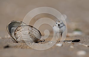 Piping Plover in New Jersey