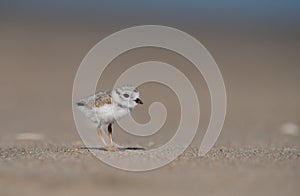 Piping Plover in New Jersey