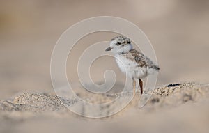 Piping Plover in New Jersey