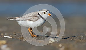 Piping Plover