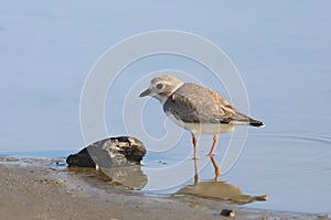 Piping Plover nonbreeding charadrius melodus