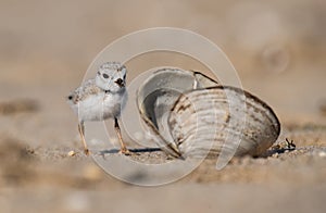 Piping Plover Portrait