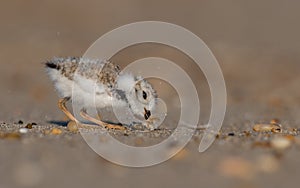 Piping Plover Portrait