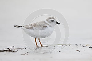 Piping Plover resting on a beach - St. Petersburg, Florida