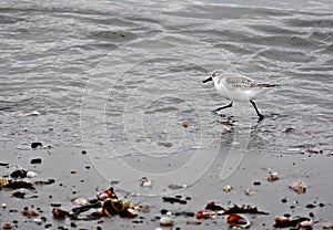 A piping plover running along the shore