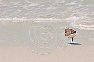 Piping plover, sea bird, standing on one leg, on a sandy, tropical beach