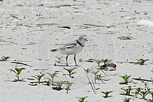 Piping Plover walking on beach