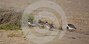 Piping Plovers on parade photo