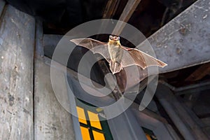 Pipistrelle bat flying inside building