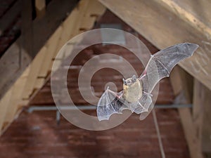 Pipistrelle bat flying inside building