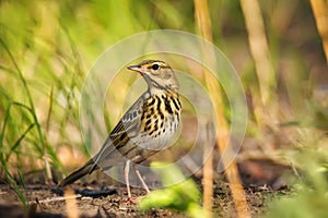 Pipit bird in green grass