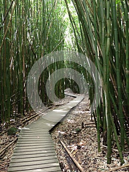 Pipiwai bamboo forest trail on Maui