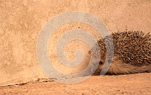 PIPPO, THE LITTLE HEDGEHOG LOOKING FOR INSECTS 12 11 10 9 8 7 6 5 43 2