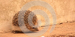 PIPPO, THE LITTLE HEDGEHOG LOOKING FOR INSECTS 15 1312 11 10 9 8 7 6 5 43 2