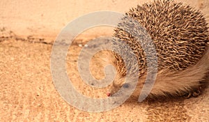 PIPPO, THE LITTLE HEDGEHOG LOOKING FOR INSECTS 18 17 16 15 1312 11 10 9 8 7 6 5 43 2