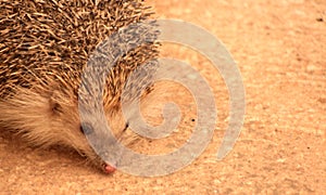 PIPPO, THE LITTLE HEDGEHOG LOOKING FOR INSECTS 18 18 17 16 15 1312 11 10 9 8 7 6 5 43 2