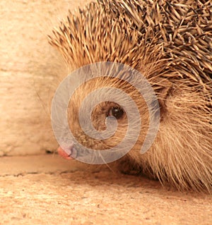 PIPPO, THE LITTLE HEDGEHOG LOOKING FOR INSECTS 21 20 18 18 17 16 15 1312 11 10 9 8 7 6 5 43 2