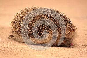 PIPPO, THE LITTLE HEDGEHOG LOOKING FOR INSECTS