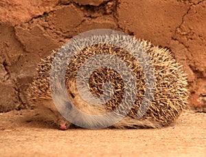 PIPPO, THE LITTLE HEDGEHOG LOOKING FOR INSECTS 43 2