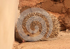 PIPPO, THE LITTLE HEDGEHOG LOOKING FOR INSECTS 5 43 2