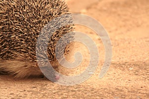 PIPPO, THE LITTLE HEDGEHOG LOOKING FOR INSECTS 8 7 6 5 43 2