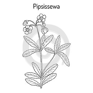 Pipsissewa Chimaphila umbellata , medicinal plant