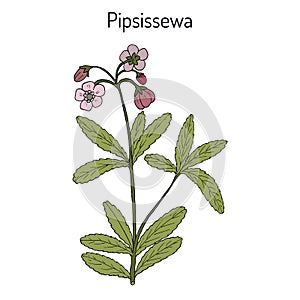 Pipsissewa Chimaphila umbellata , medicinal plant.