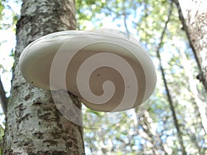 Piptoporus betulinus