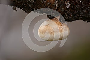 Piptoporus betulinus, the birch polypore, on a birch branch photo
