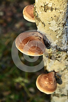 Piptoporus betulinus photo
