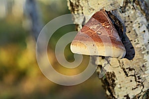 Piptoporus betulinus photo
