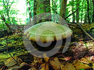 Piptoporus betulinus. Mushroom on the tree.