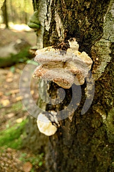 Piptoporus betulinus on trunk of birch tree with morning dew drops in  autumn forest photo