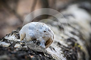 Piptoporus betulinus - woodsfailing, edible, healthful mushroom