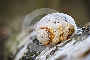 Piptoporus betulinus - woodsfailing, edible, healthful mushroom photo