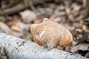 Piptoporus betulinus - woodsfailing, edible, healthful mushroom