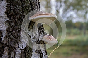 Piptoporus or bracket fungus or saprophytic fungi photo