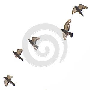 Piqeons at Lake Richmond which is an important ecosystem for thrombolites and waterbirds