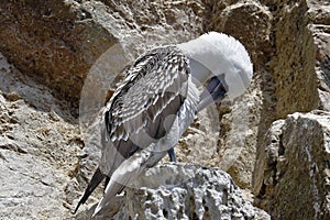 Piquero peruano Sula variegata perched preening on a rocky