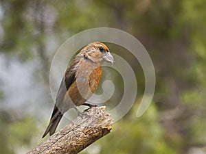 Piquituerto comÃÂºn (Loxia curvirostra) photo